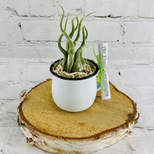 air_plant_gift_baskets